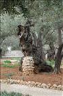 36 2000 Year-Old Olive Tree
